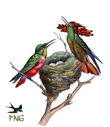 Colorful Hummingbirds with Nest and Eggs