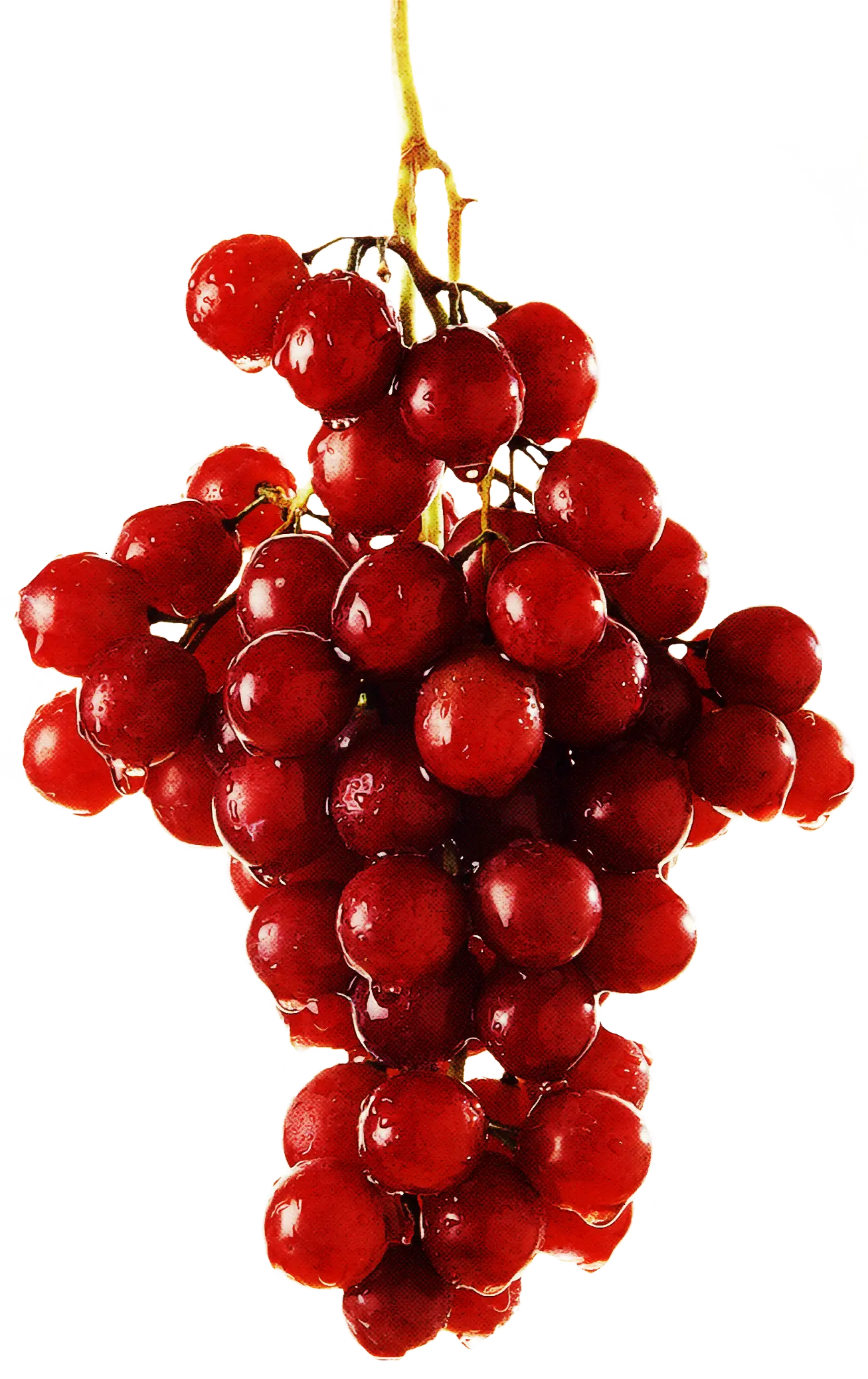 Organic Red Grape Bunch on Stem