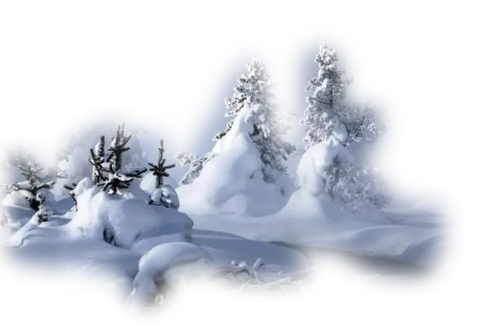 Snow-Covered Forest Landscape