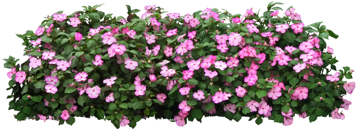 Pink Flower Shrub for Beautiful Landscapes