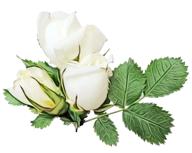 Elegant White Roses Bouquet