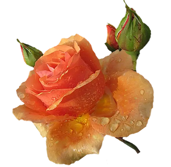Orange Rose with Dew Drops