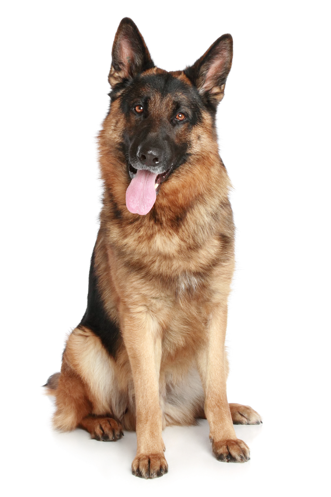 German Shepherd Dog Sitting Calmly