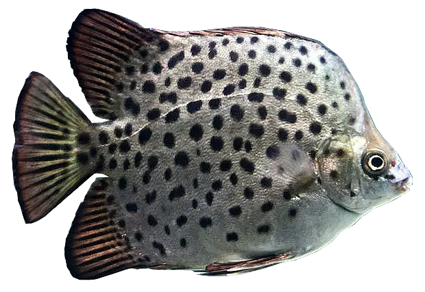 Spotted Fish in Marine Habitat