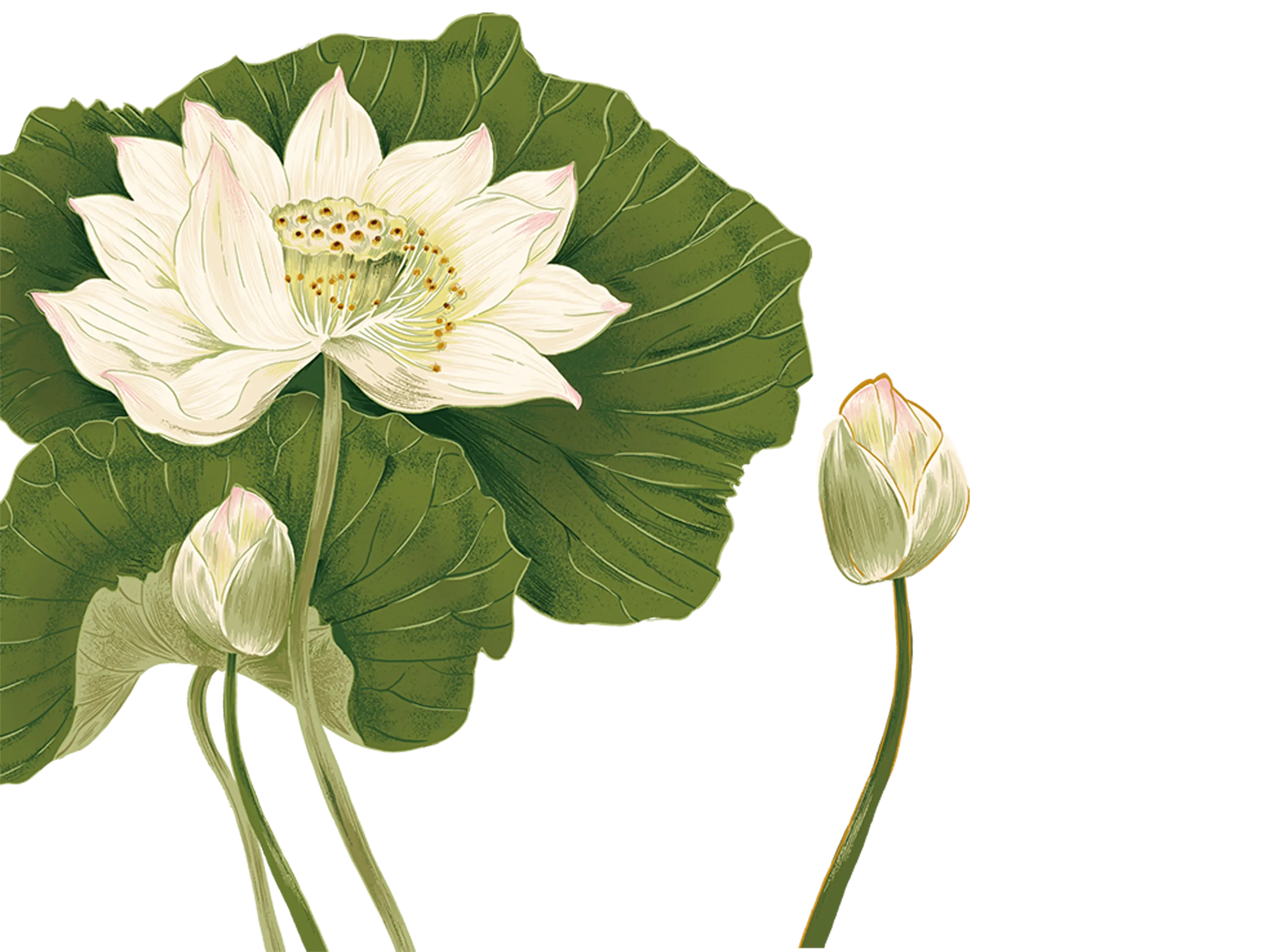 White Lotus Flower with Green Leaves