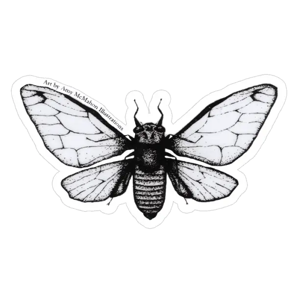 Black Cicada Detailed Illustration