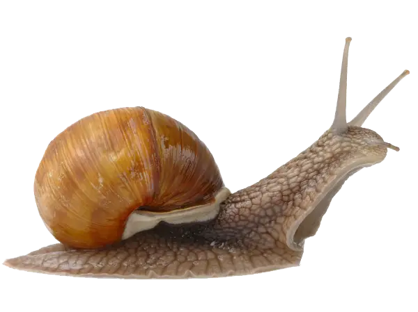Brown-Shelled Snail in Sliding Motion