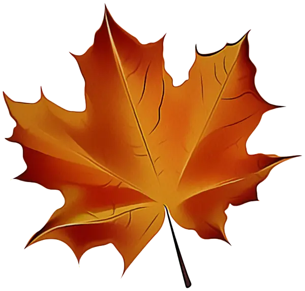 Beautiful Autumn Maple Leaf Illustration