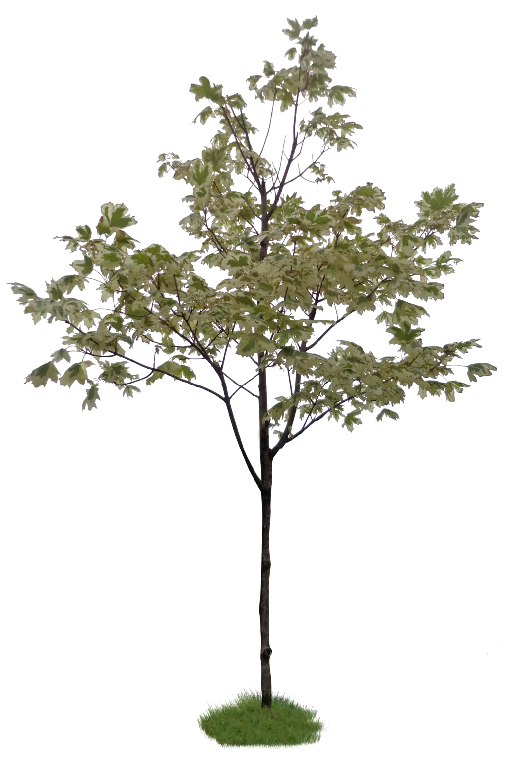 Small Tree with Green Leaves