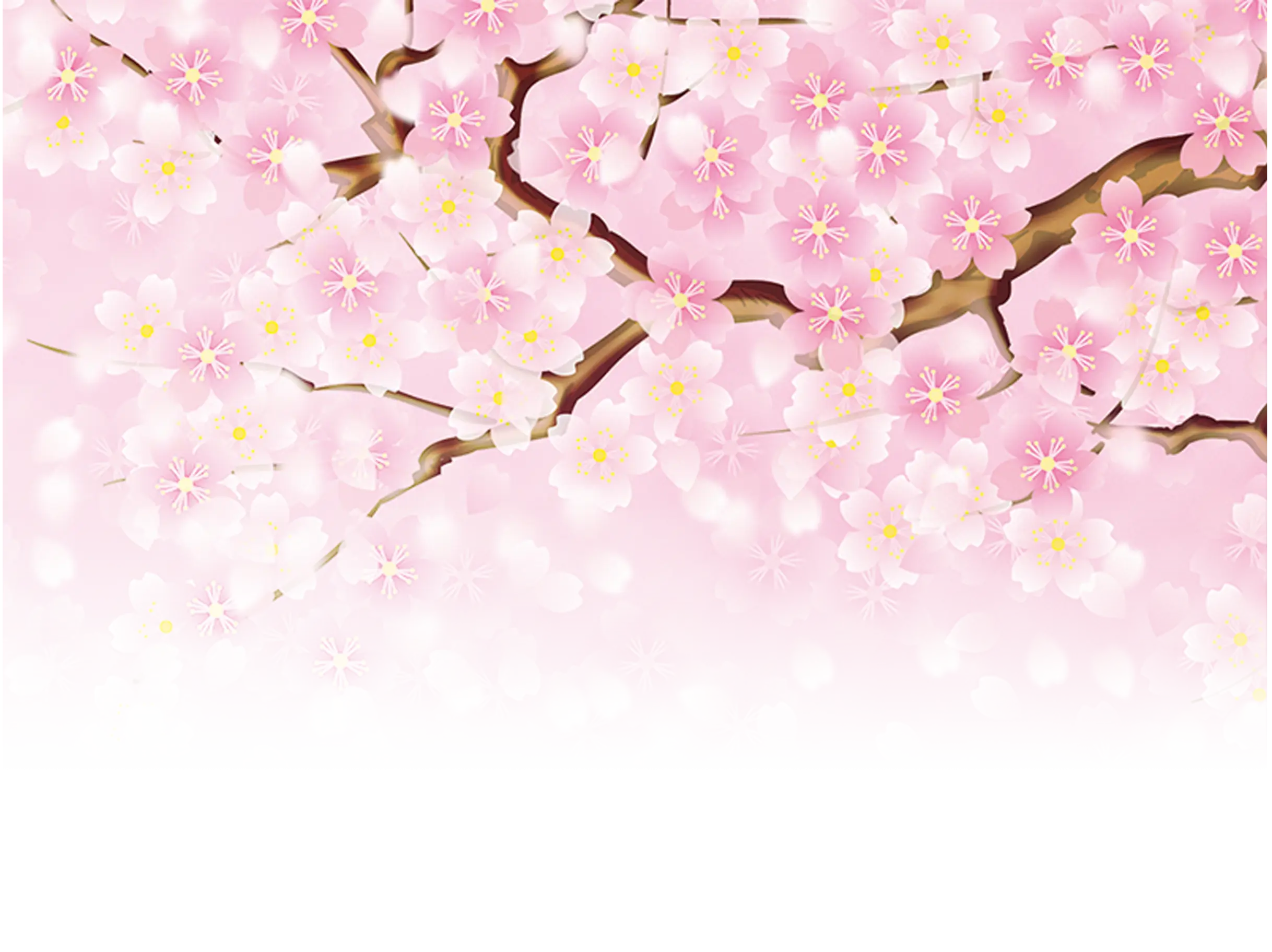 Spring Cherry Blossoms Illustration