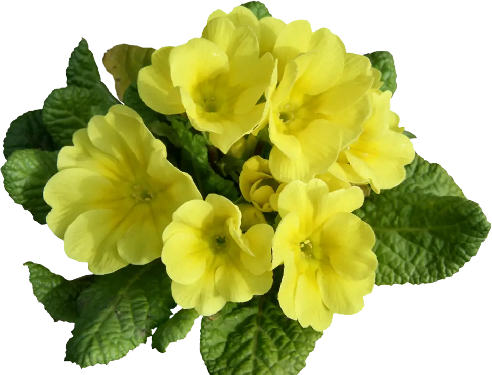 Yellow Flowers with Green Leaves
