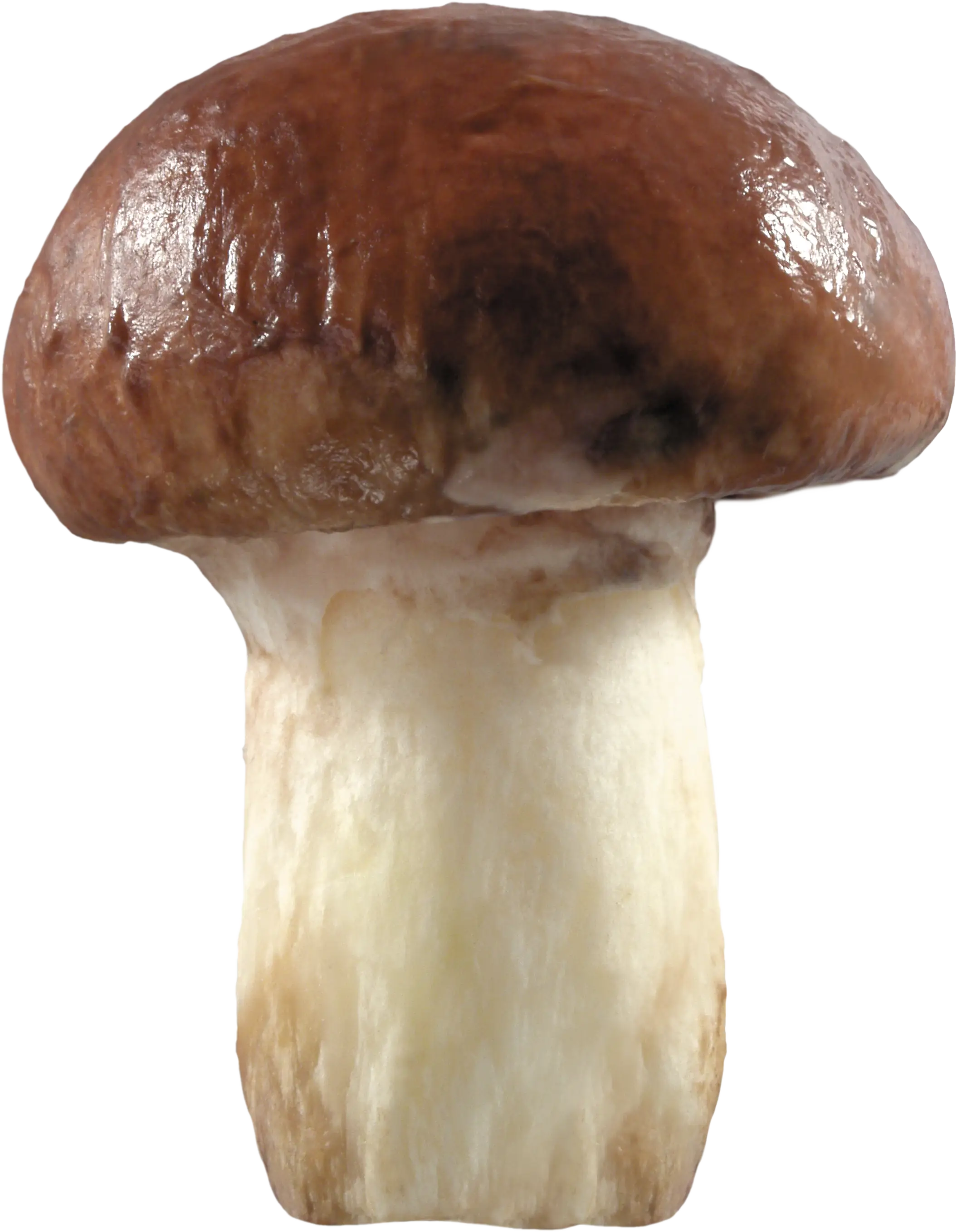 Realistic Brown Mushroom Illustration