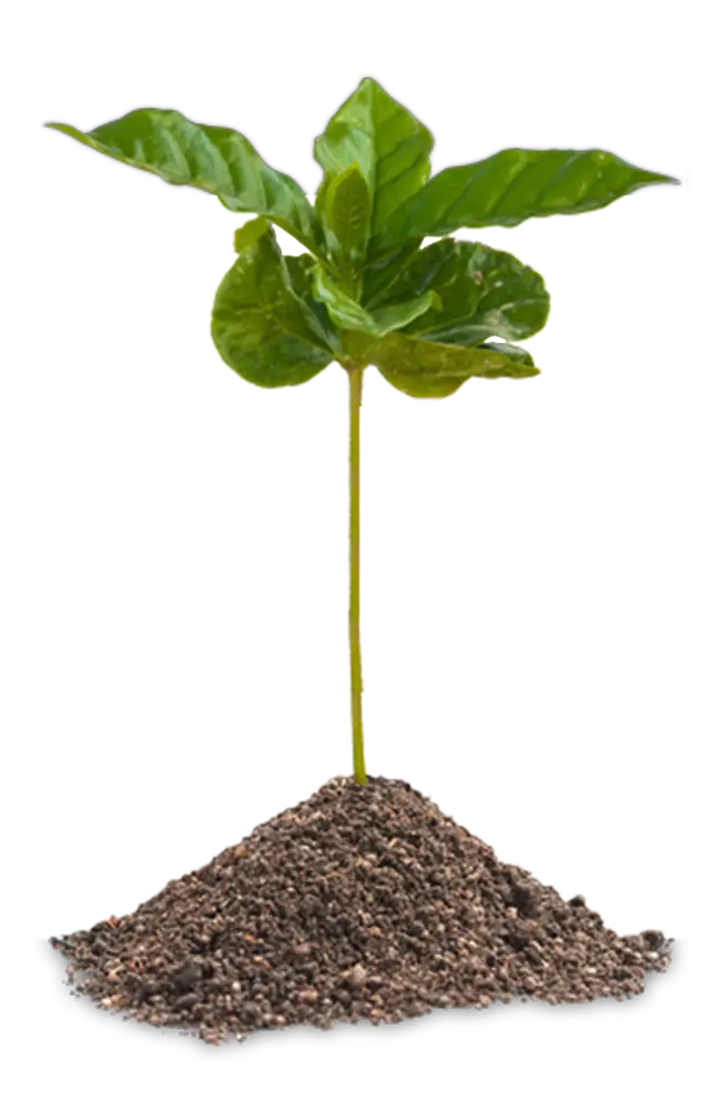 Young Plant Growing in Soil