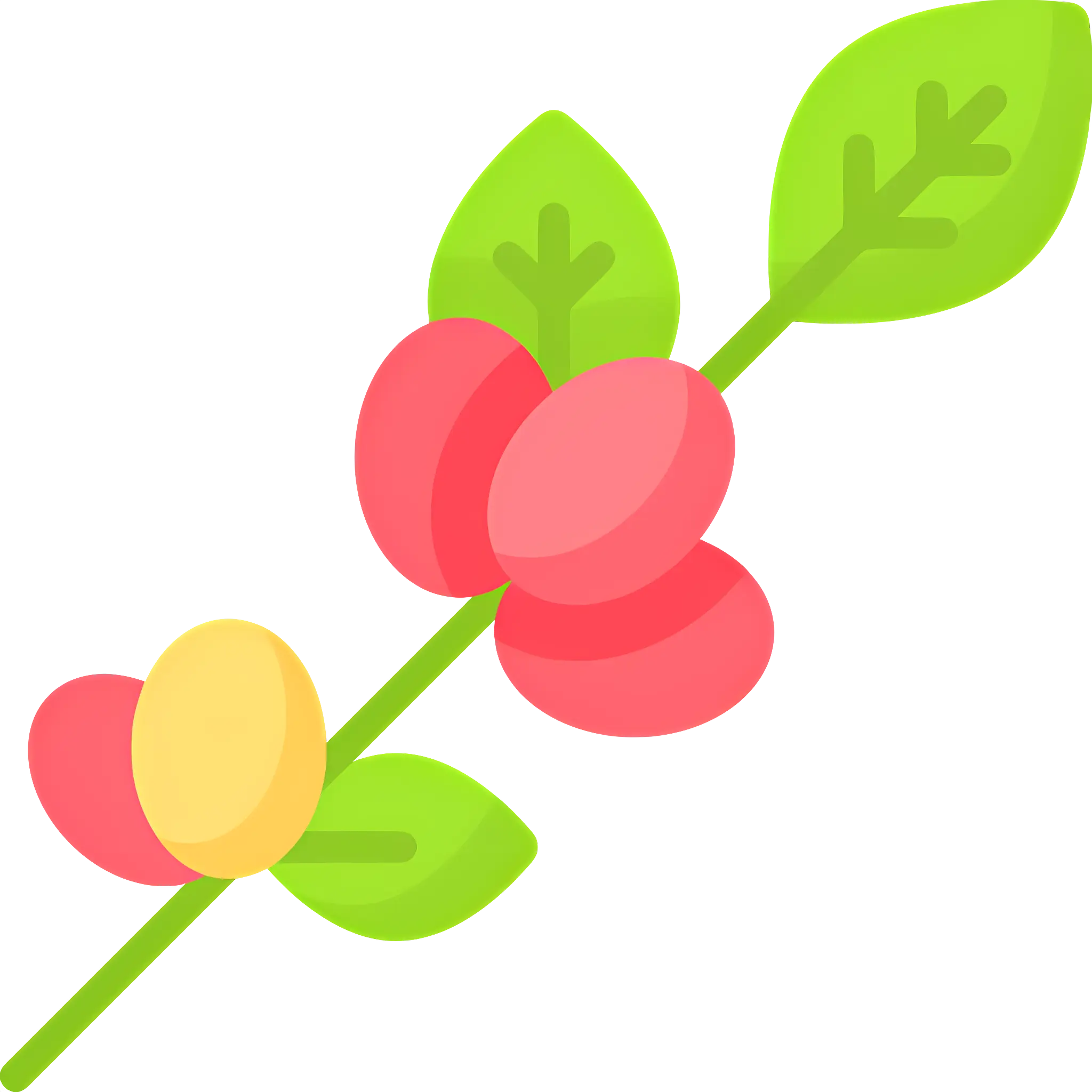 Colorful Coffee Plant Branch Illustration