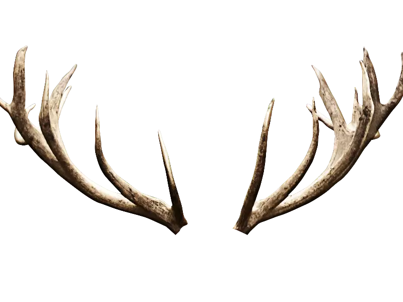 Natural Rustic Deer Antlers