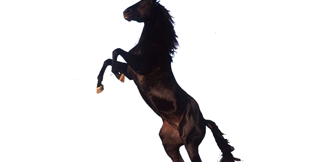 Black Horse Rearing in Dynamic Pose