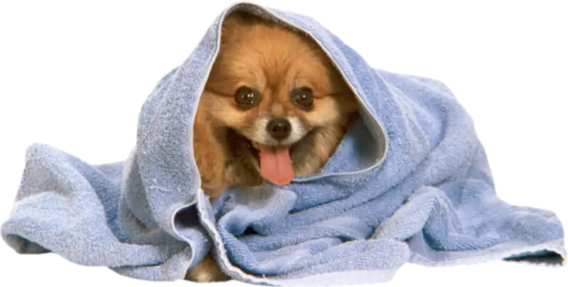 Dog Wrapped in a Blue Blanket
