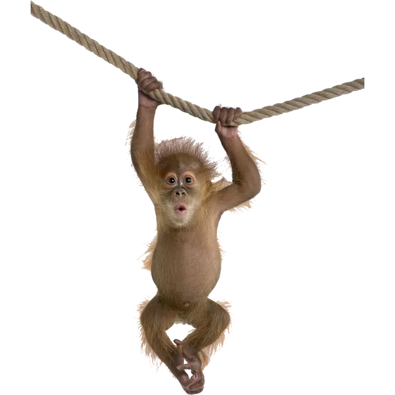 Baby Monkey Swinging on a Rope Playfully