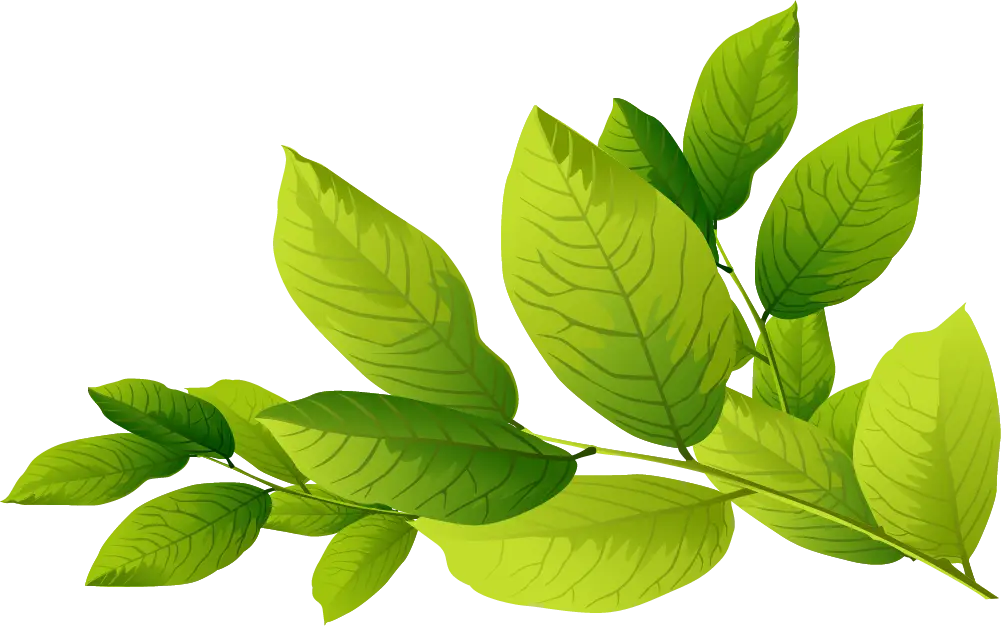 Bright Green Leaves Illustration