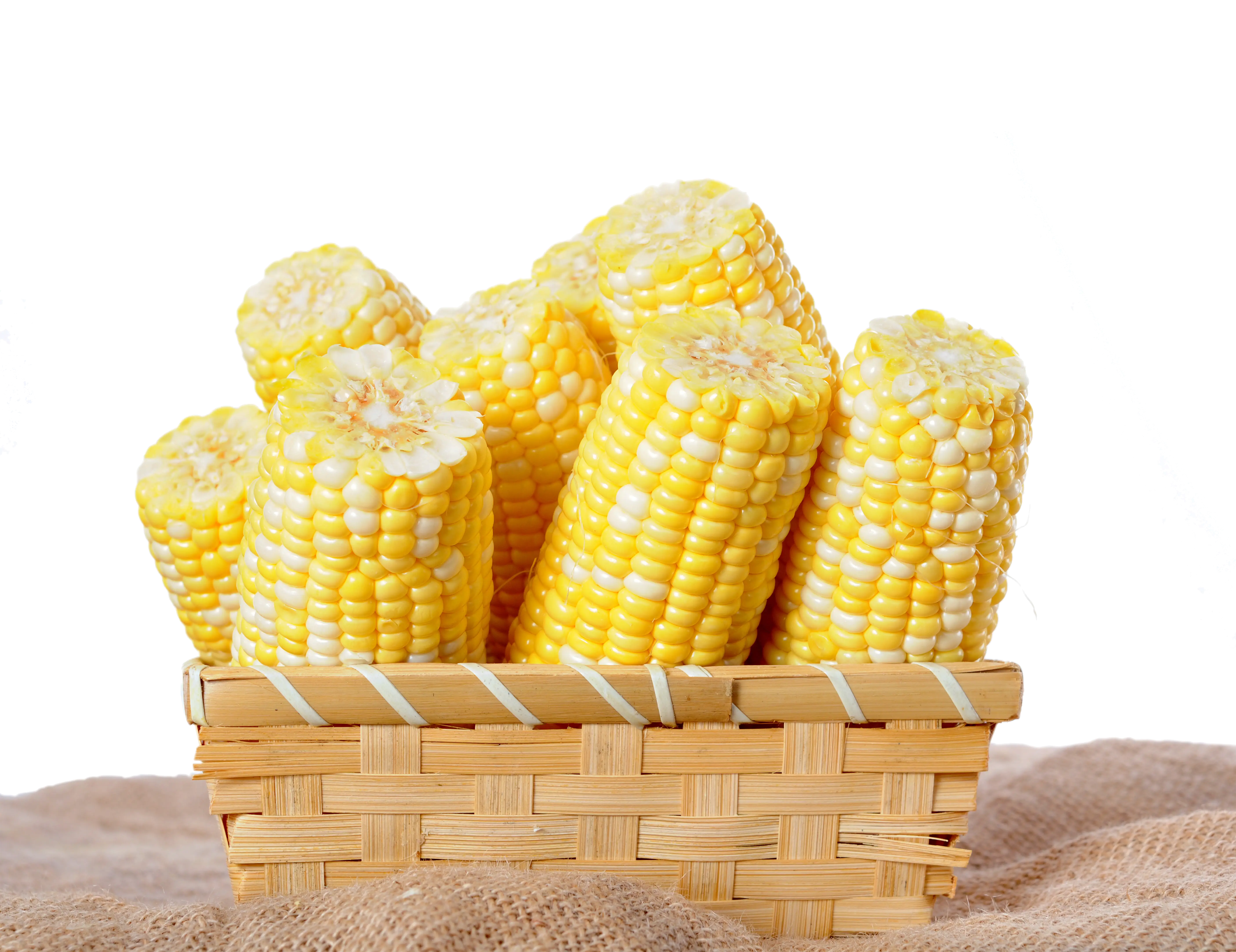 Fresh Corn Cobs in Basket