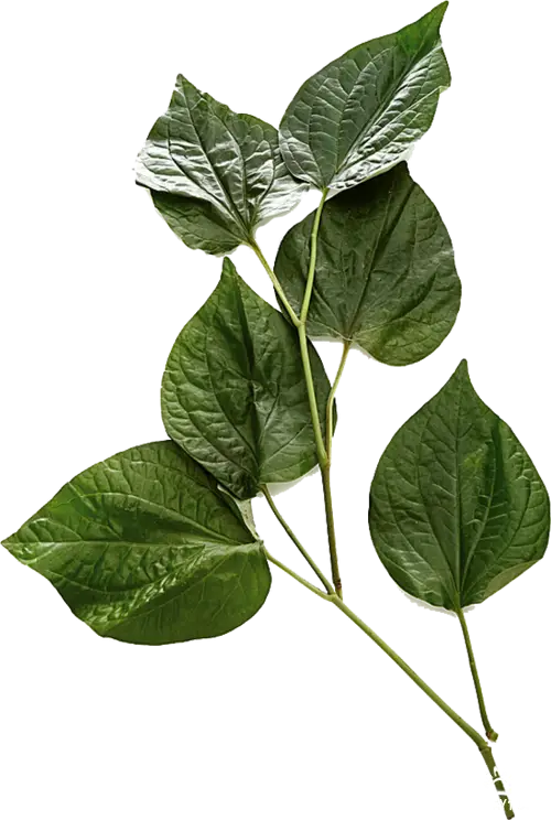 Green Leaves