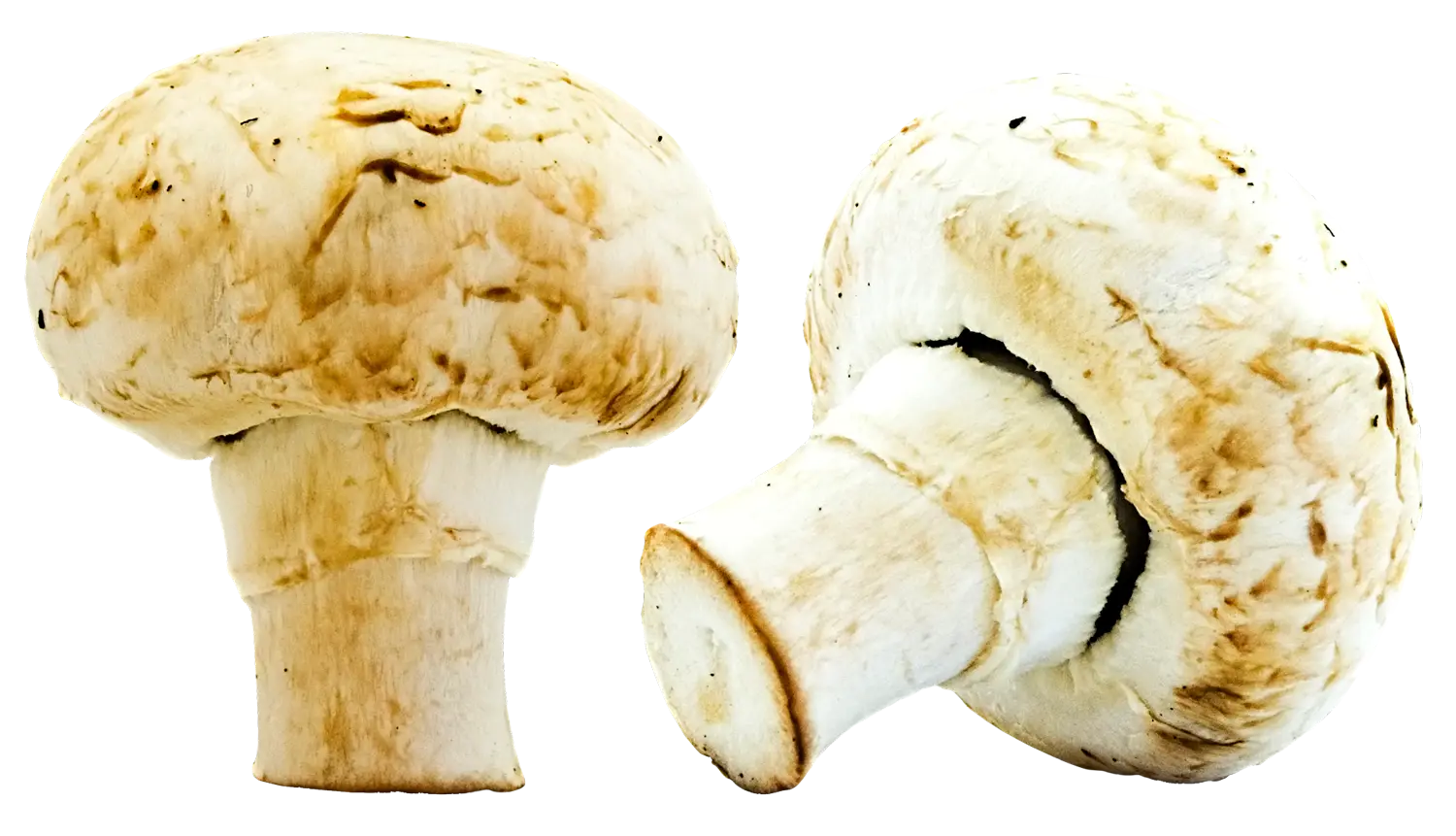 Fresh White Mushrooms