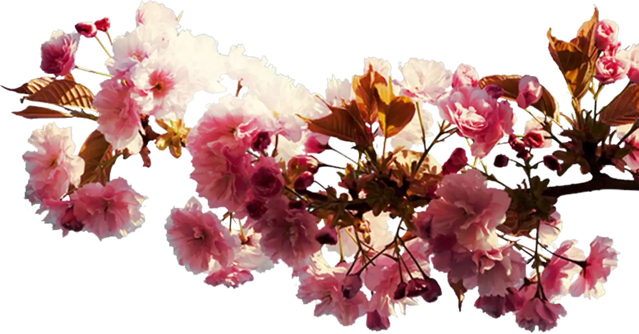 Delicate Cherry Blossom Branch Decor