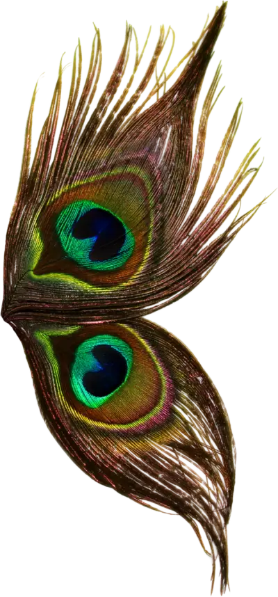 Colorful Peacock Feathers