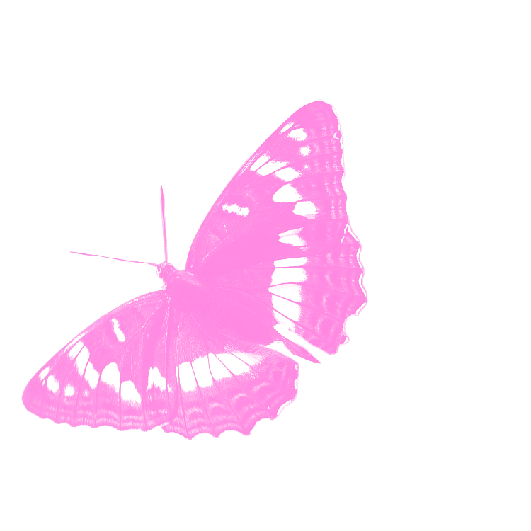 Pink Butterfly with Delicate Wings