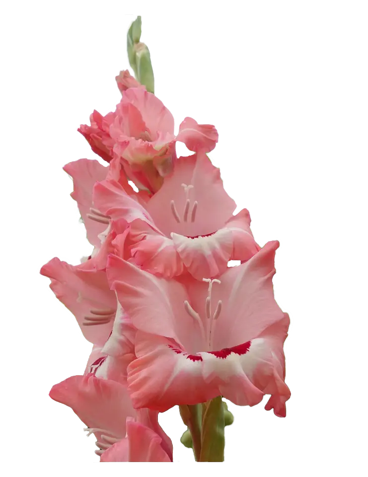 Pink Gladiolus Flowers Close-Up