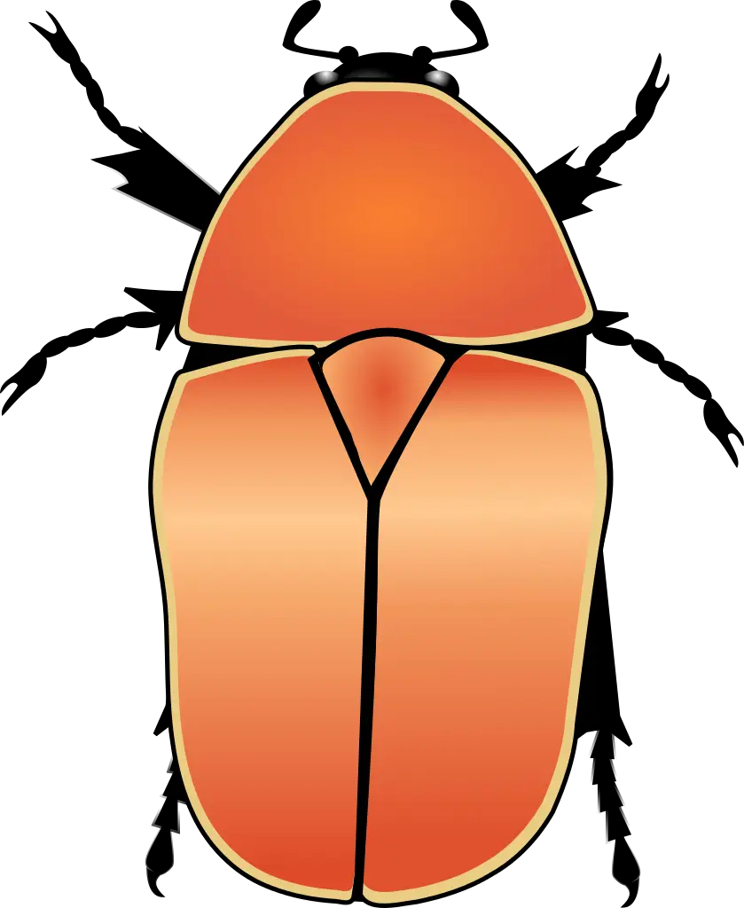 Illustrated Orange Beetle