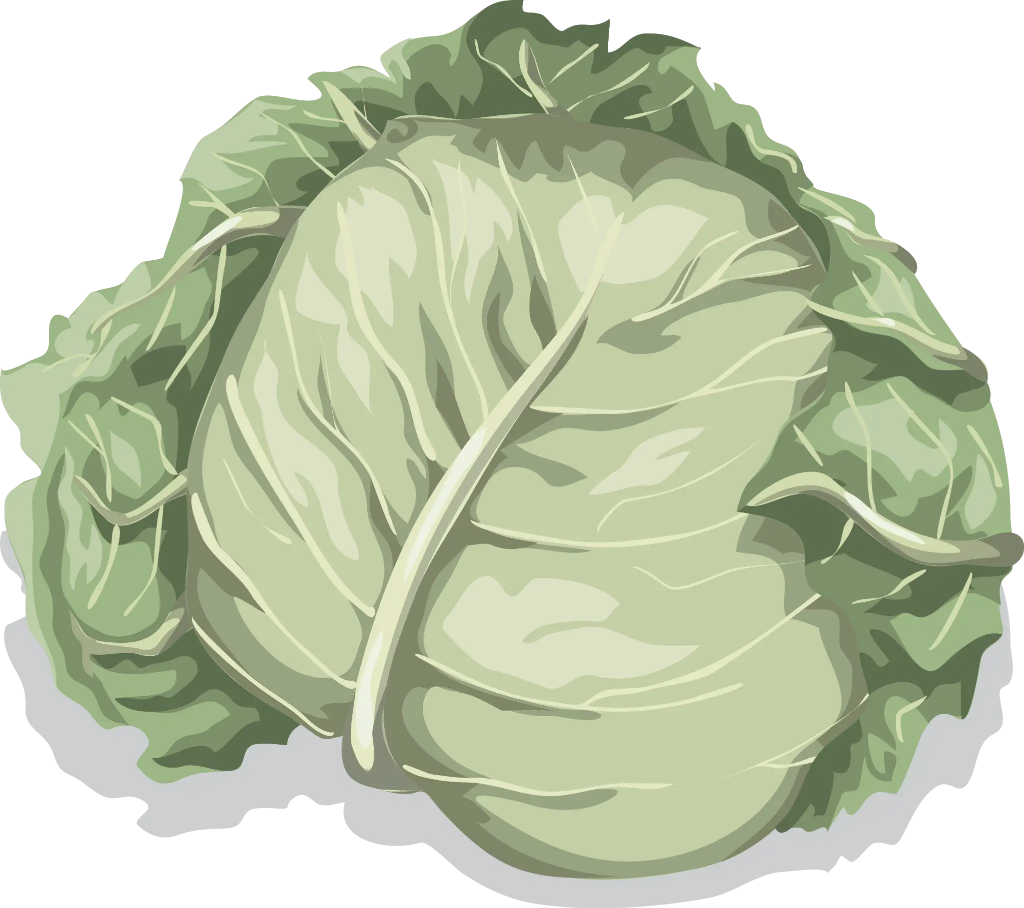 Fresh Green Cabbage Illustration