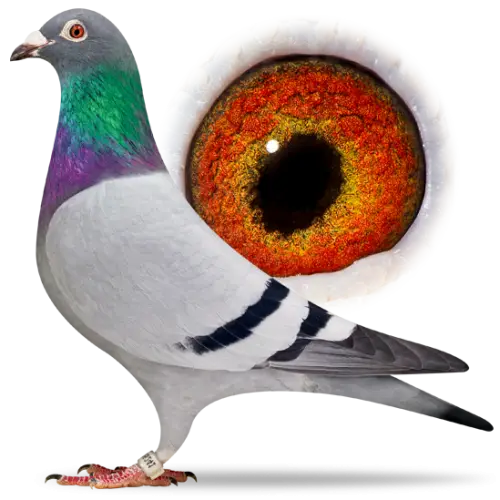 Pigeon with Detailed Eye Design Illustration