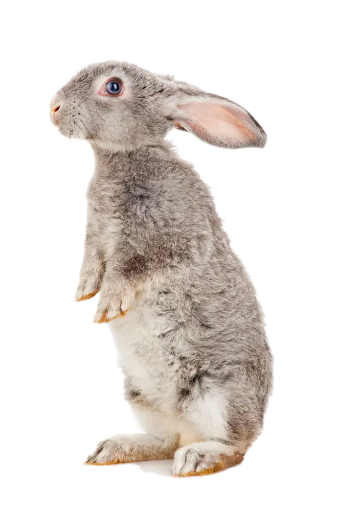 Standing Grey Rabbit