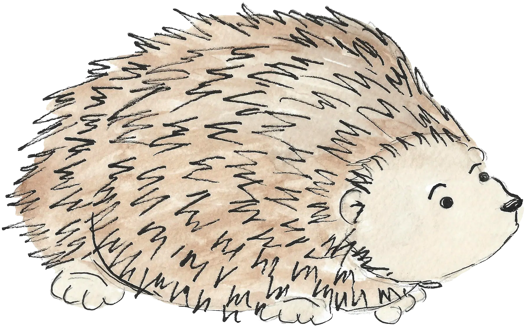 Cute Spiky Hedgehog