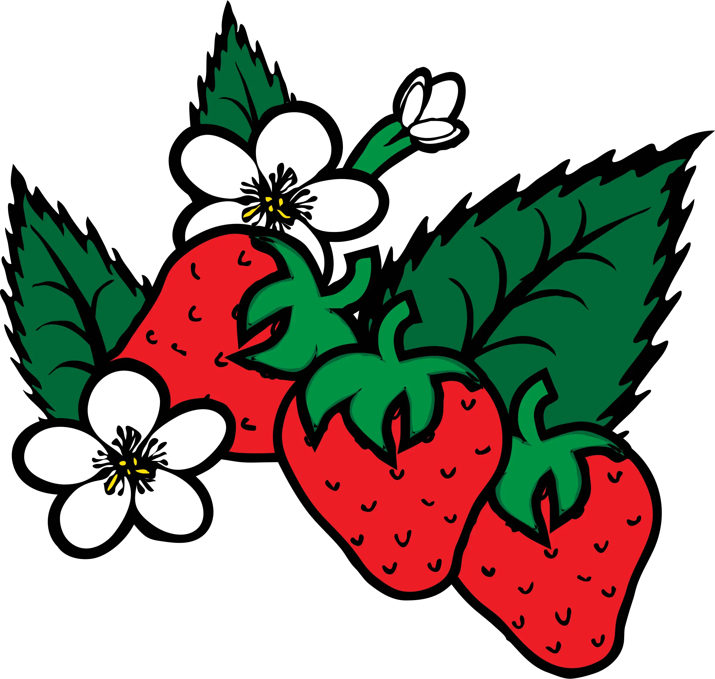 Strawberries with Leaves and Flowers Illustration