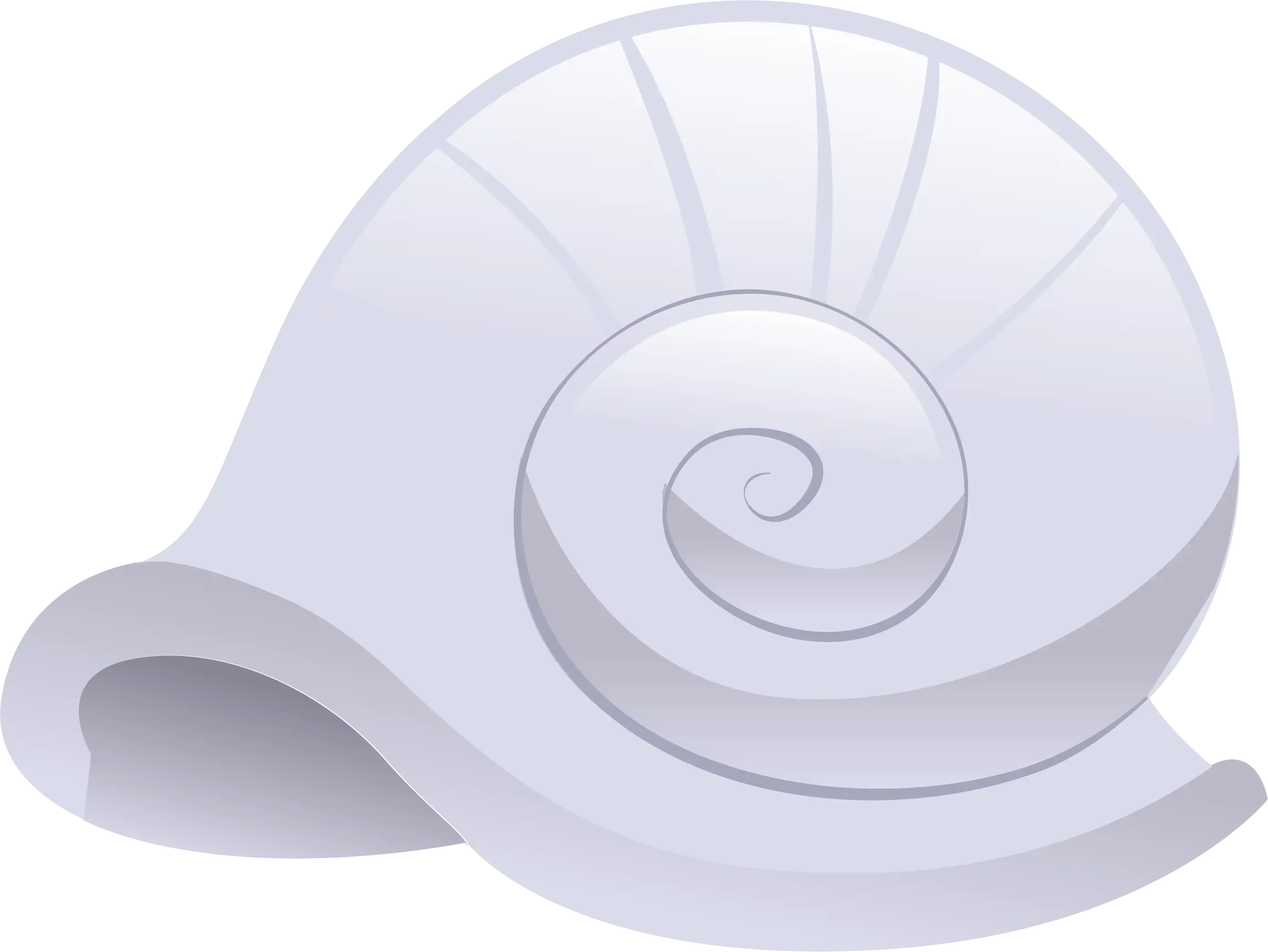 White Spiral Shell