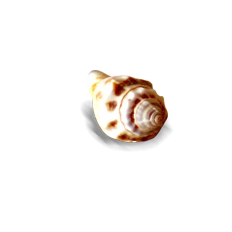 Beautiful Seashell on White Background