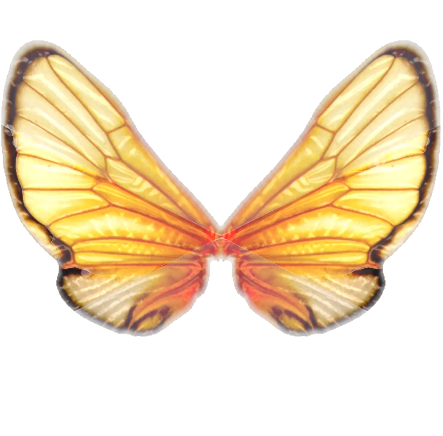Beautiful Butterfly Wings
