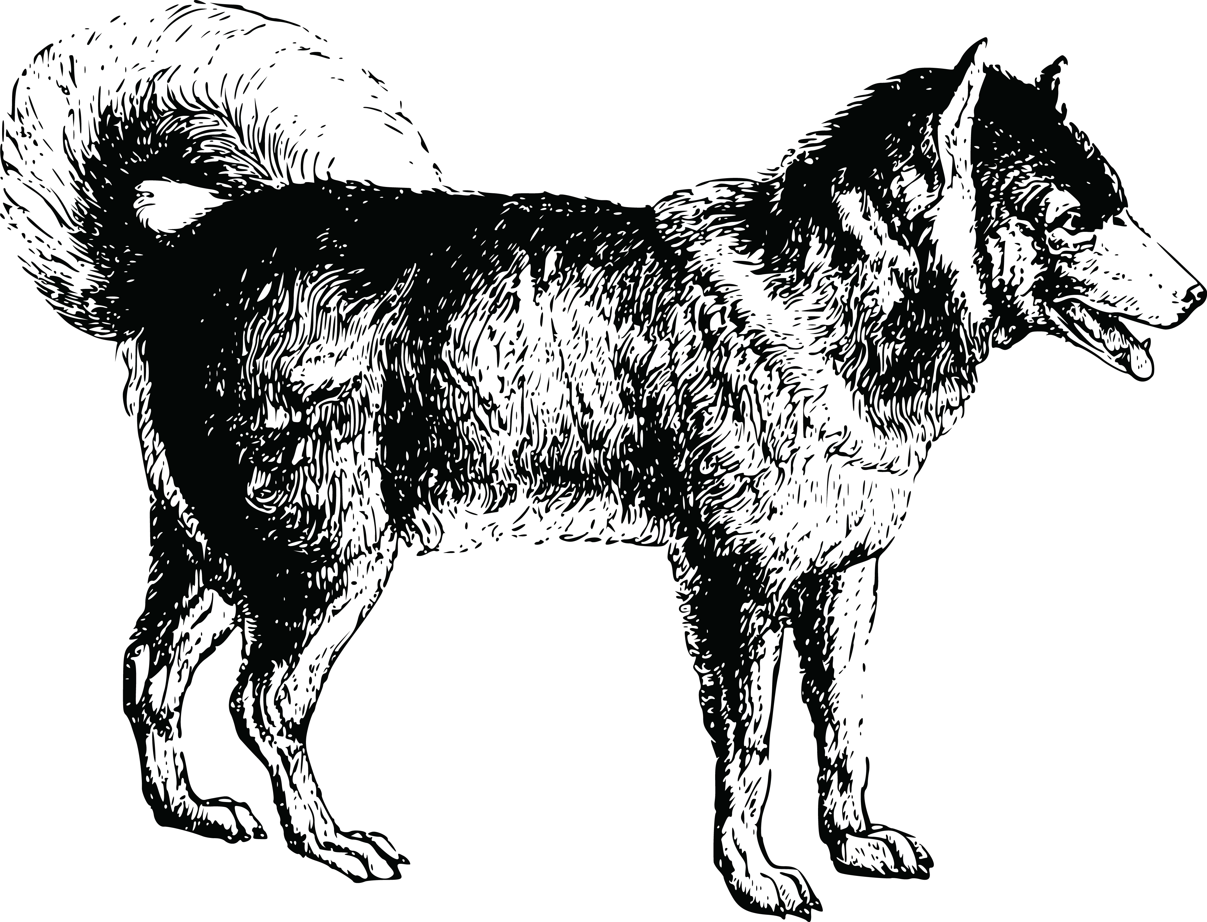 Black and White Dog Sketch