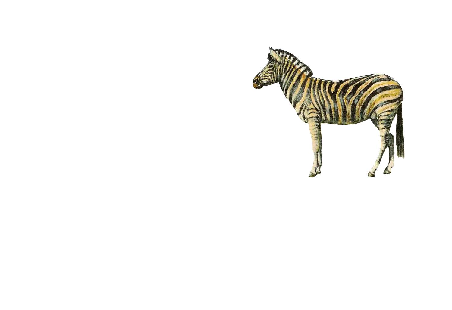 Illustrative Zebra on Transparent Background
