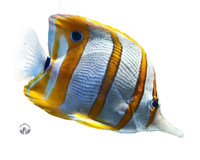 Copperband Butterflyfish in Bright Colors