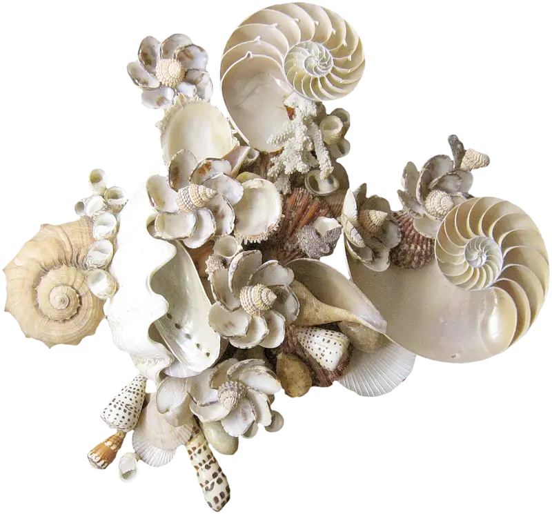 Collection of Seashells