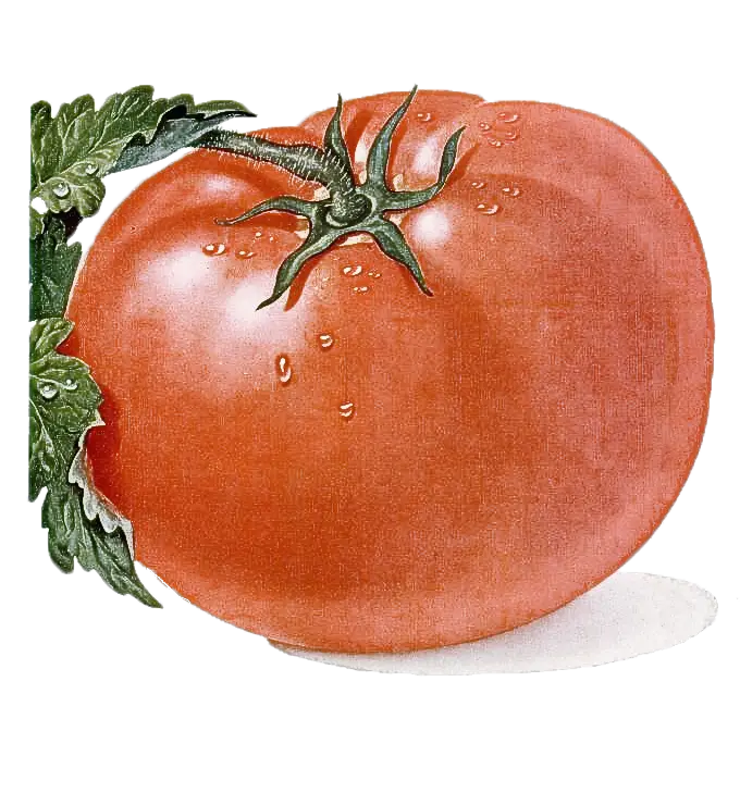 Fresh Red Tomato with Green Leaves