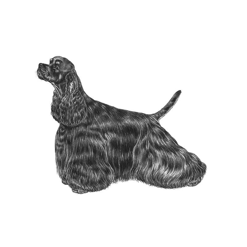 Black Spaniel Dog Illustration in Sketch Style