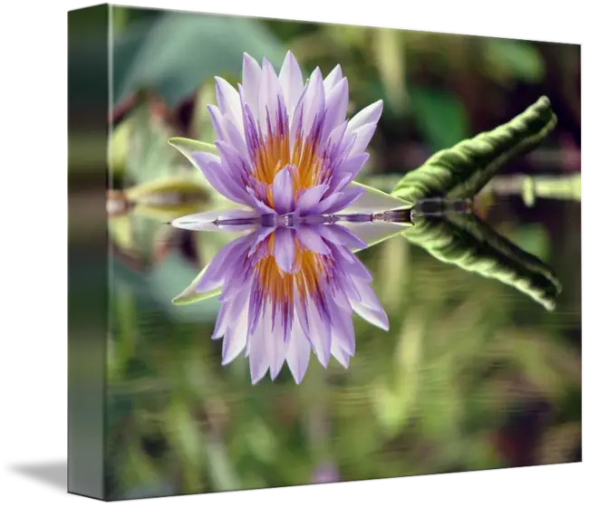 Purple Water Lily with Stunning Reflection