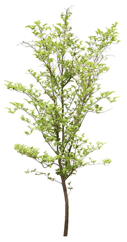 Green Leafy Tall Tree Illustration