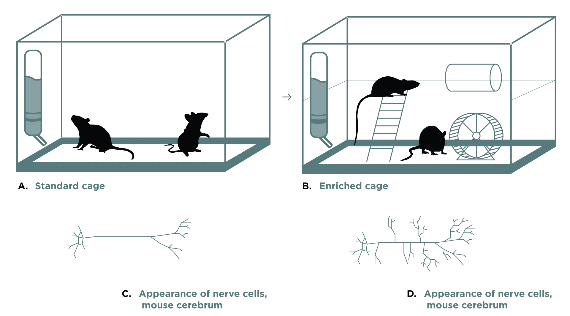 Mice in Standard and Enriched Cages