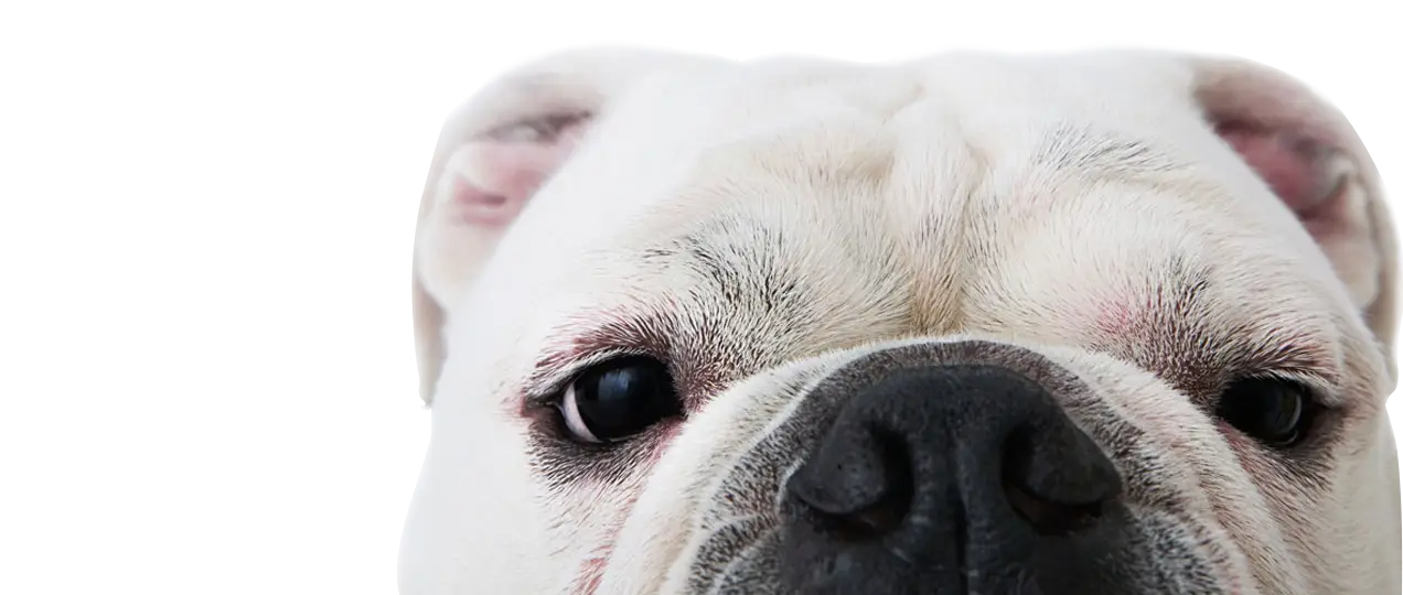 Close-up of a Cute Bulldog&#039;s Face