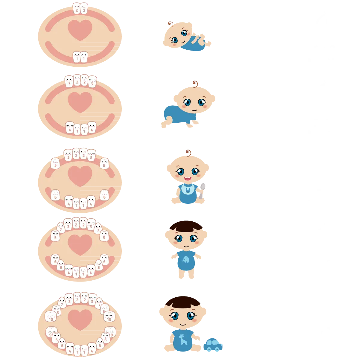 Baby Teeth Development Stages